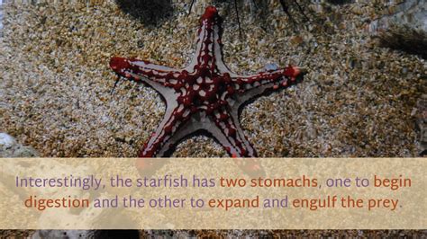 15 Fun Facts About Starfish Kulturaupice