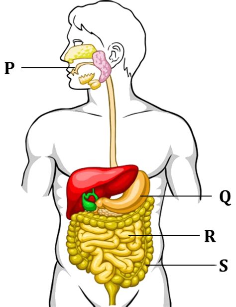 Download Figure Shows The Process Of Digestive System Digestive