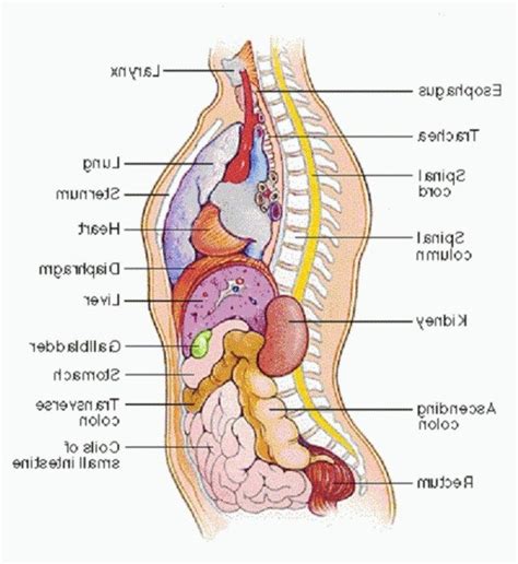 We did not find results for: Picture Of Organs Inside The Body | Body organs diagram, Human body diagram, Anatomy organs