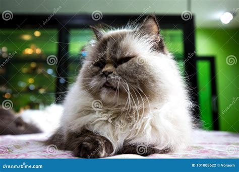 Persian Tabby Cat Stock Photo Image Of Animal Pretty 101008622