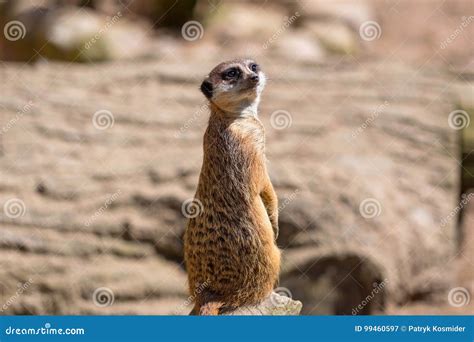 Curious Meerkat Stock Image Image Of Animal Cute African 99460597