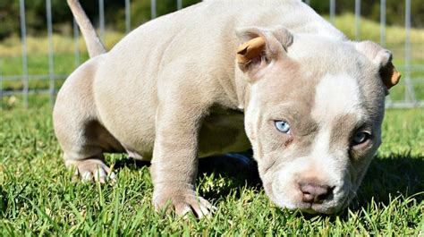 Tri Color Pitbull Puppies For Sale In Texas
