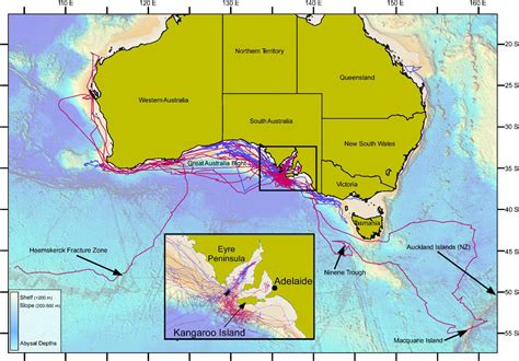Australian White Sharks Follow Pathways Etched In The Seafloor Ecos