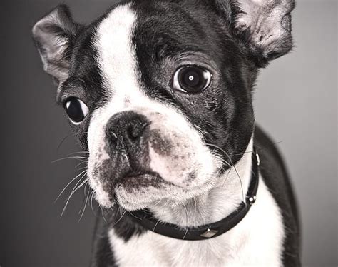 Where the boston terrier is gregarious, loves everybody. Boston Terriers & French Bulldogs: Comparing Two Wonderful ...
