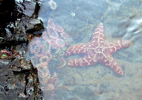 Pathogen In Pacific Coast Starfish Plague Identified Guardian Liberty