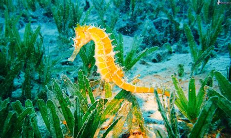 Seepferdchen als erste Aquarienbewohner? (Wasser, Fische, Aquarium)
