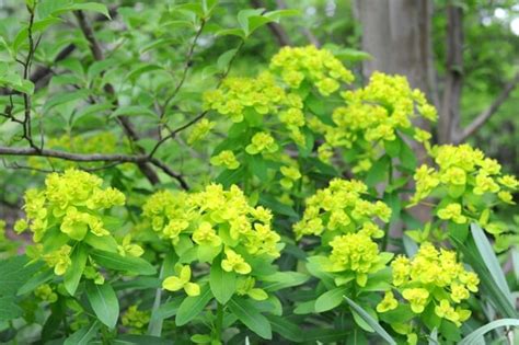 Our goal is to let more people know and enjoy what the doujin culture has to offer. slideshow: beloved garden euphorbias - A Way To Garden