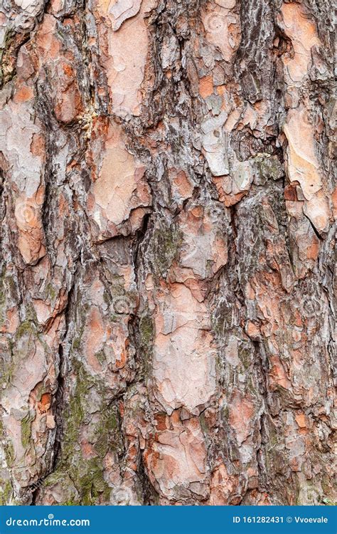 Rough Bark On Old Trunk Of Pine Tree Close Up Stock Image Image Of