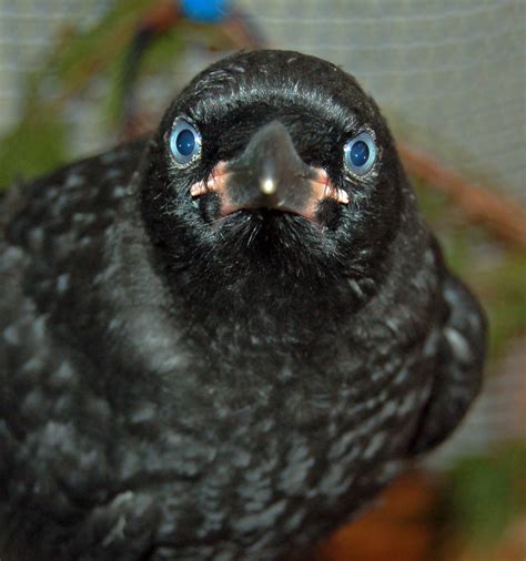 Caw Fully Close Understanding Crow Nesting Season Bc Spca