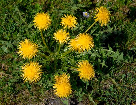 Dandelion Control Weed Service Tuff Turf Molebusters Lawn Care