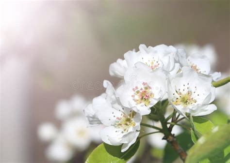 White Pear Tree Flower Stock Photo Image Of Branch 70375066