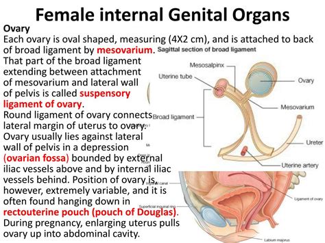 During menopause, the female reproductive system gradually stops making the female hormones necessary for the the female reproductive anatomy includes both external and internal structures. PPT - Female Internal Genital Organs PowerPoint ...
