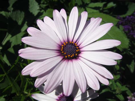 Beautiful flower images photo pics wallpaper pictures hd free download. Free Flower Images and Stock Photos