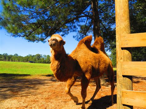 How to Feed Exotic Animals From Your Car at Eudora Farms - Augusta Magazine