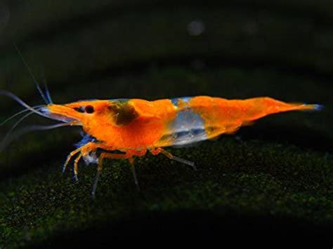 Aquatic Arts 5 Stay Orange Rili Shrimp Neocaridina Davidi Breeding