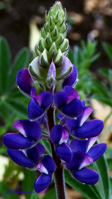 Wild Lupine By Silvia Sandrock On 500px With Images Beautiful
