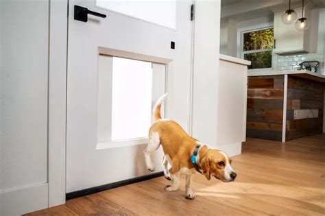 Presenting A 3000 Doggie Door In 2021 Pet Door Dog Door Wall Pet Door