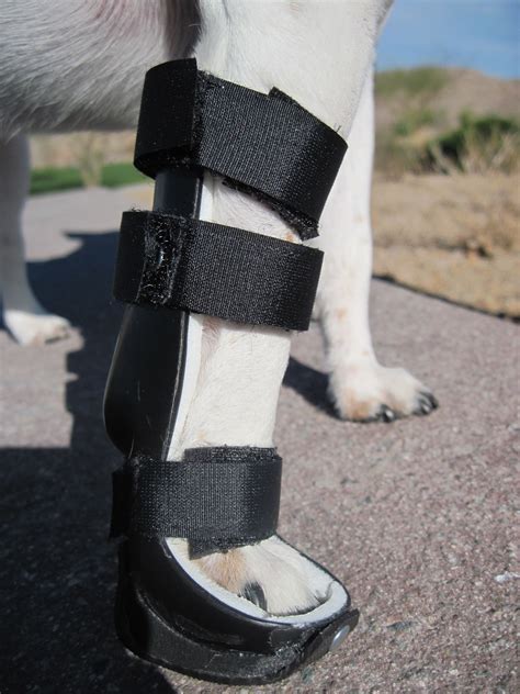This Custom Brace Made By Orthopets Saved My Dogs Leg From An Operation