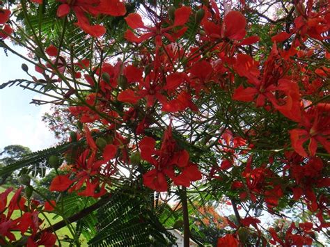 Tree With Red Flowers Red Flowering Eucalyptus Santa Barbara