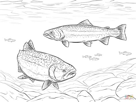 Brook Trout Sketches Sketch Coloring Page