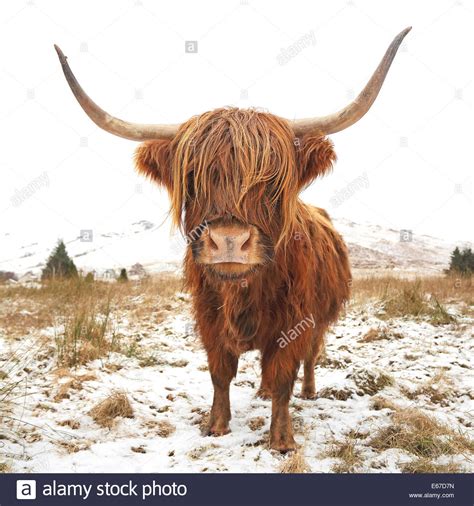 Highland Cattle Snow Stock Photos And Highland Cattle Snow Stock Images