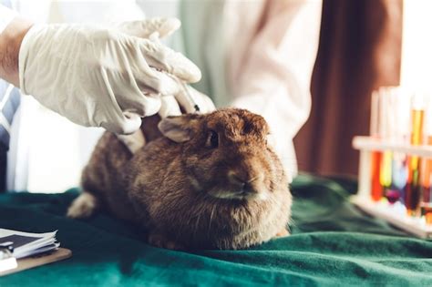 Premium Photo Rabbits Are Being Taken Care Of By A Veterinarian And