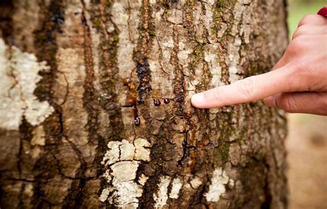 Scientists Fight A Deadly Oak Tree Disease The New York Times