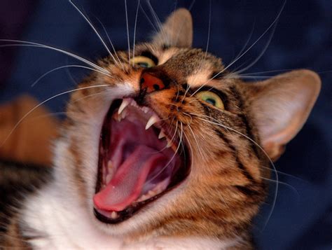 Cats And Kittens With The Mouth Opened 20 Cute And Funny Pictures