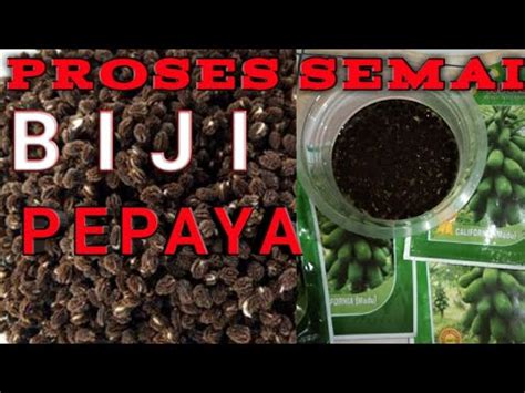 Perkecambahan adalah permulaan munculnya pertumbuhan aktif yang menghasilkan pecahnya kulit biji perkecambahan merupakan suatu proses yang tidak bisa lepas dari proses pertumbuhan. Proses Menyemai Benih/Biji Pepaya California Cepat Tumbuh ...