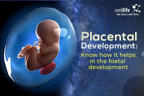 How Does Placenta Develop Vrogue Co