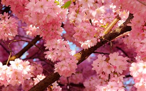 24 Sakura Flowers Wallpapers Wallpaperboat