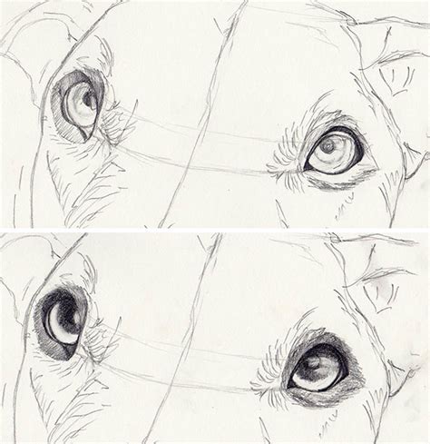 How To Draw A Realistic Dog Eye Step By Step Draw The Eye And Start