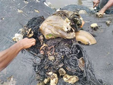 Dead Whale Had 1000 Pieces Of Plastic Inside Its Stomach Including
