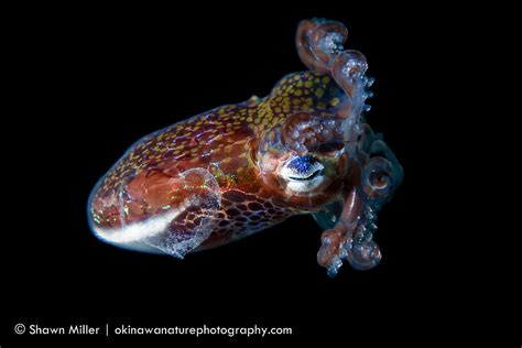 Bobtail Squid Cephlapods Of Okinawa Bobtail Squid Eumand Flickr