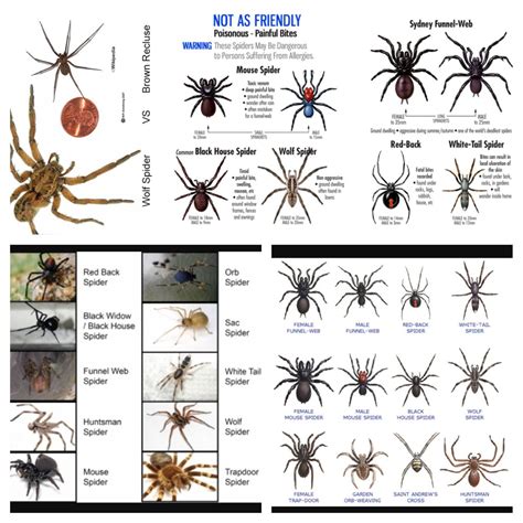 Types Of Spiders Spider Facts And Information