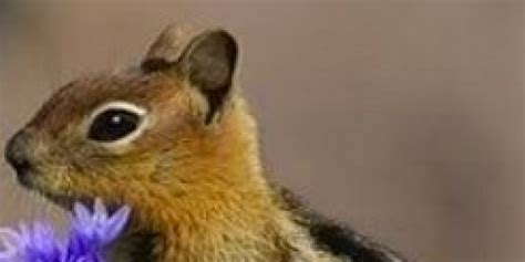 Sorry Guys But This Chipmunk Has More Game Than You Photo Huffpost