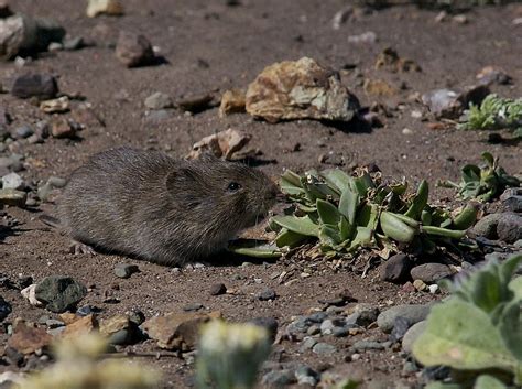 California Vole Wikipedia