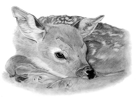 Fallow Deer Fawn Drawing In Graphite Original Drawing Fawn Etsy