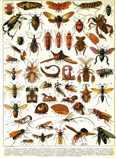 Encyclopédie Larousse En Ligne Insectes