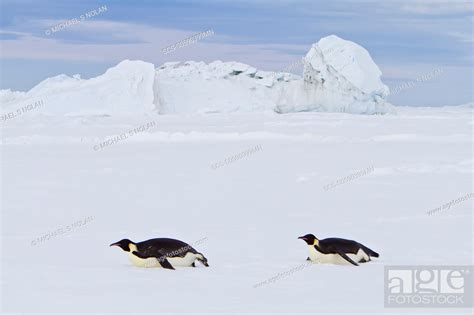 Adult Emperor Penguin Aptenodytes Forsteri On Sea Ice Near Snow Hill