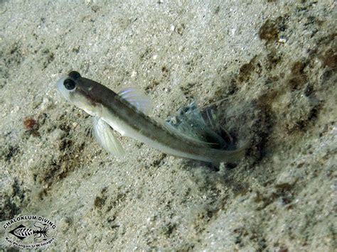 Black Line Shrimp Goby Myersina Nigrivirgata Chaloklum Diving Koh