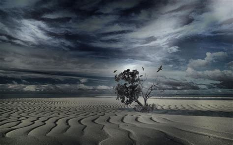 Lonely Desert Tree Wallpaper Nature And Landscape