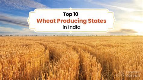 Top 10 Wheat Producing States In India Tractorkarvan