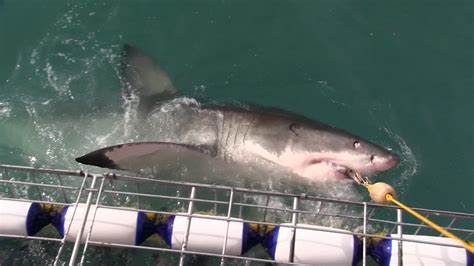 5 Meter Shark Takes Tuna Youtube