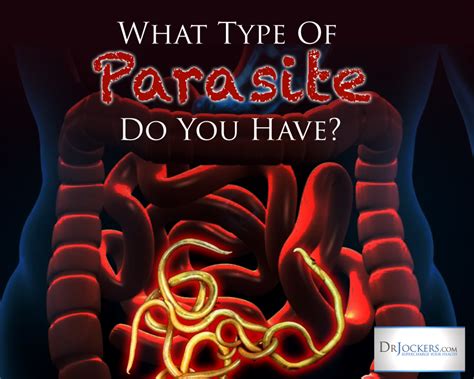 What Type Of Parasites Do You Have Parasite