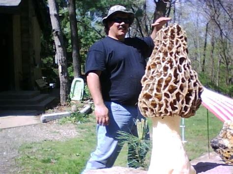 7 Fascinating Facts About The Biggest Morel Mushroom Page 4