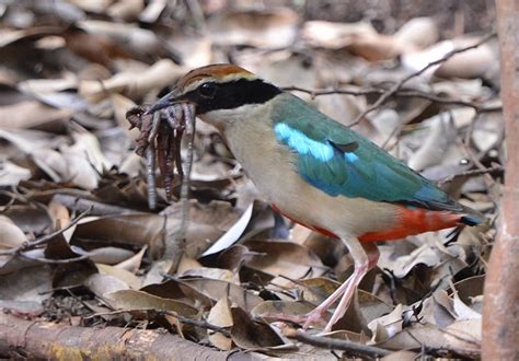 Tropical Rare Birds Visit Korea The Official Website Of