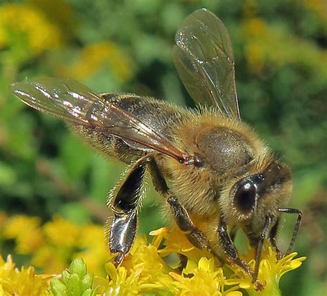 European Honey Bee Apis Mellifera Bugguidenet