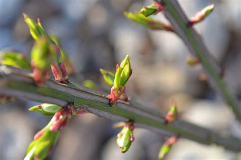 The burning bush originally hails from asia. Dwarf Burning Bush is a great deciduous shrub for fall color.
