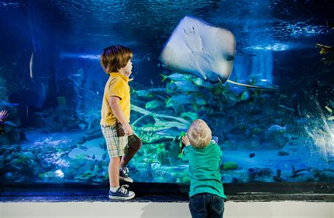Visita al SEA LIFE Kansas City Aquarium